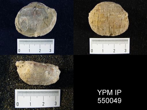 Productus semireticulatus