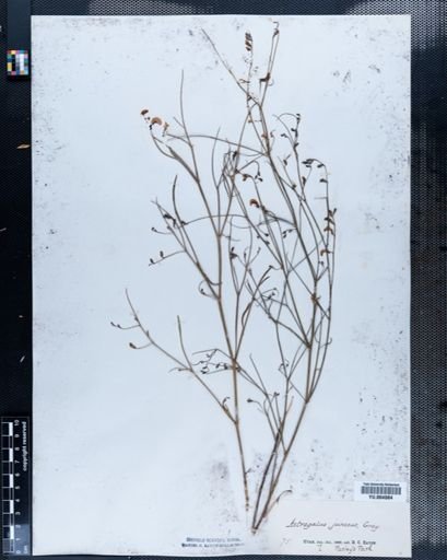 Astragalus