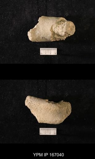 Brachiospongia digitata