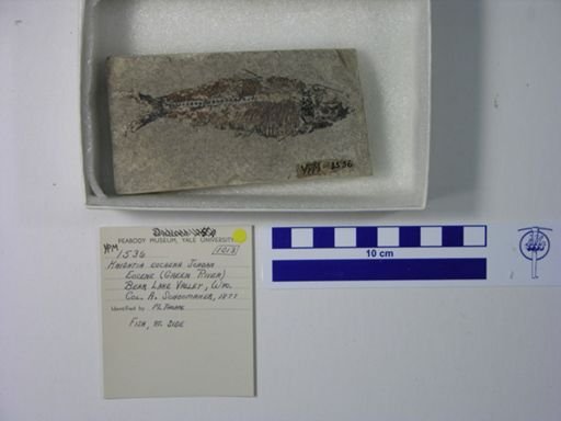 Knightia eocaena