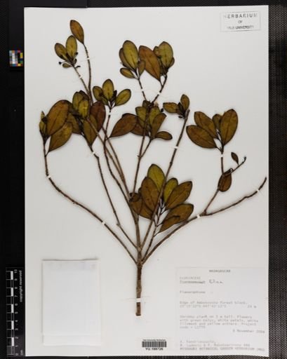 Plantae