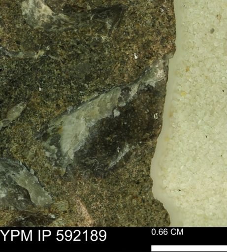 Ostrea translucida?
