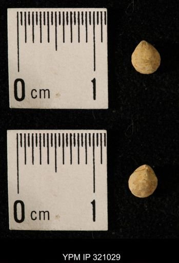 Dielasma elongatum