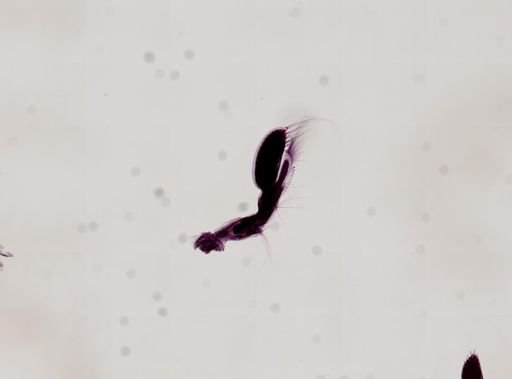 Paranebalia longipes