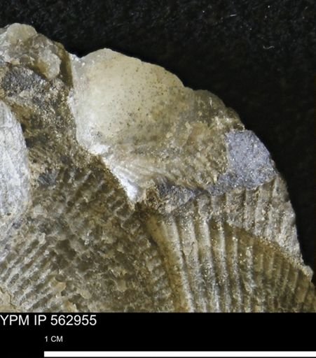 Oxytoma (Hypoxytoma) sp.