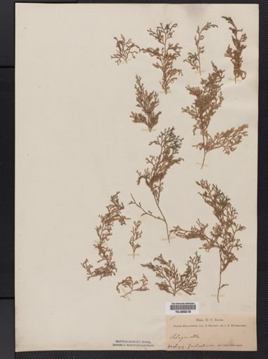 Selaginella