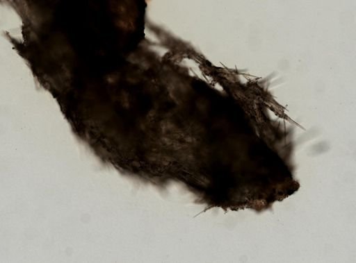 Topsentia disparilis