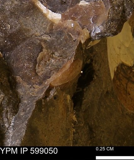 undet. Mollusca
