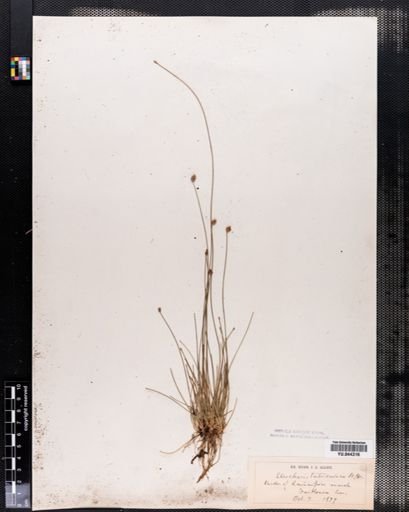 Eleocharis tuberculosa