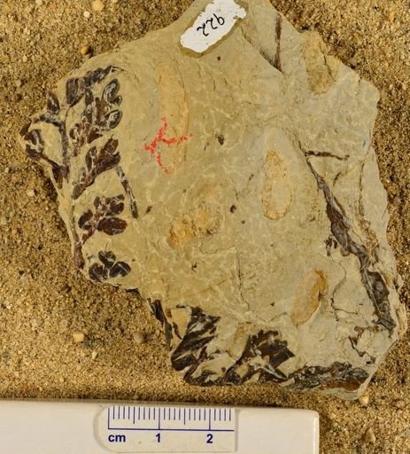 Triphyllopteris rarinervis