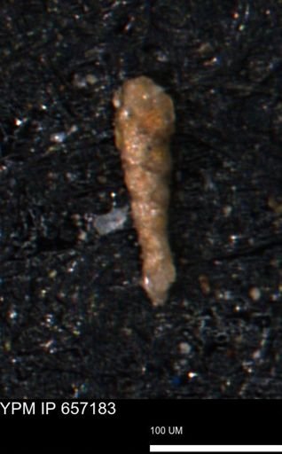 Verneuilinoides kansasensis