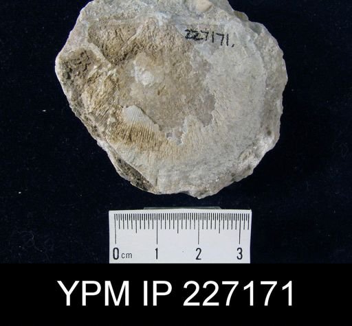 Stropheodonta magnifica