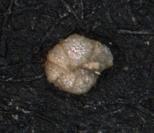 Haplophragmoides uniorbis