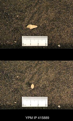 Meekospira choctawensis