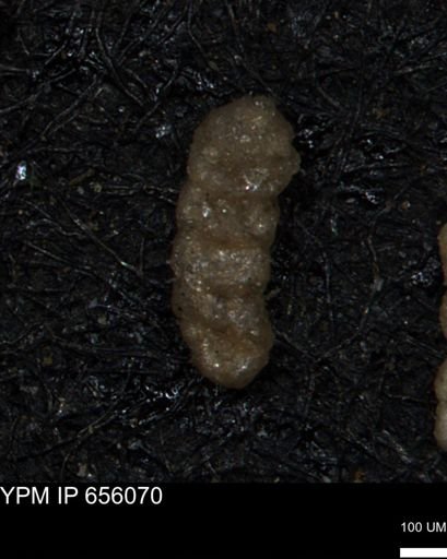 Ammobaculites euides