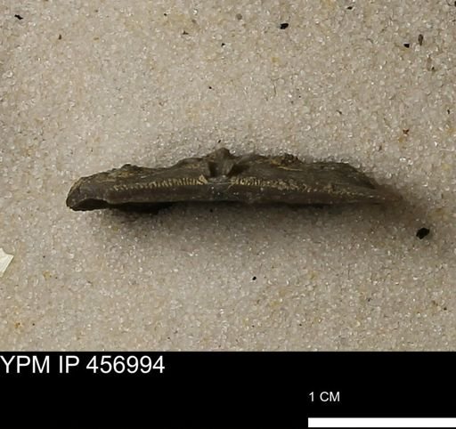 Stropheodonta sp.
