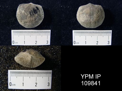 Atrypa reticularis