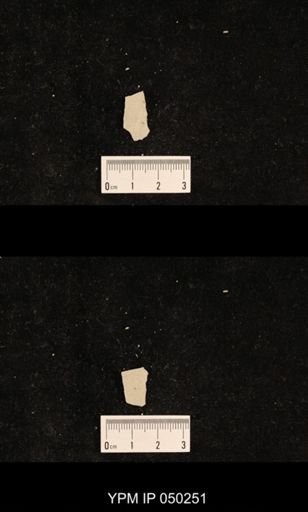 undet. Hexapoda