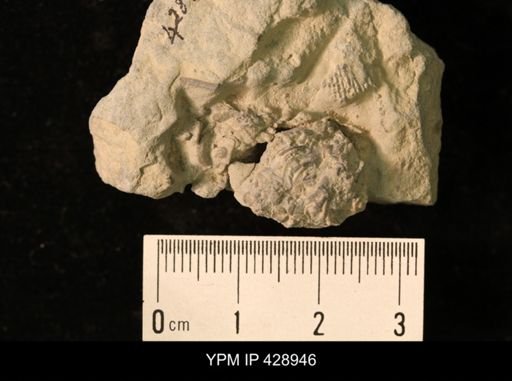 undet. Echinoidea