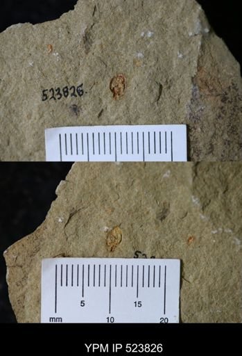 undet. Homalozoa
