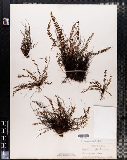 Asplenium trichomanes