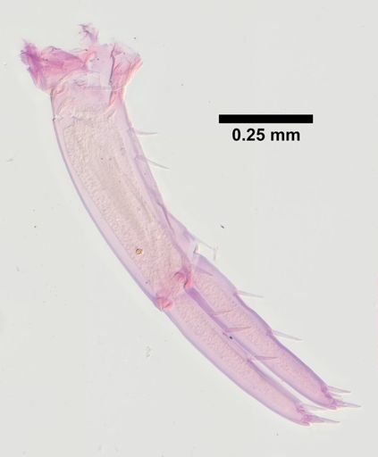 Hyalella