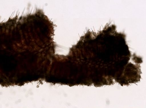 Sycon ciliatum