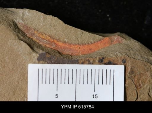 Marrella sp.