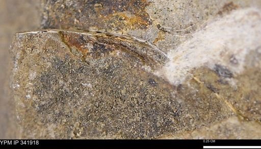 undet. Bivalvia