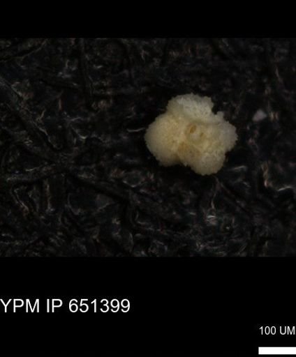 Rugoglobigerinidae?