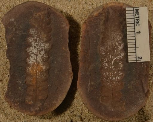 Pecopteris