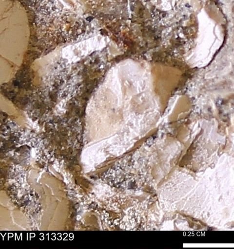 Corbicula sp.