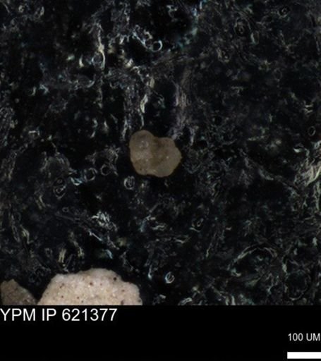 undet. Foraminiferida