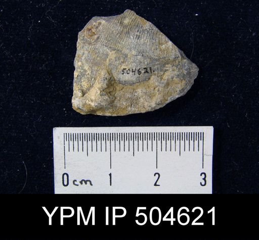 undet. Strophomenida