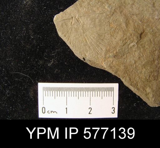 Strophodonta sp.