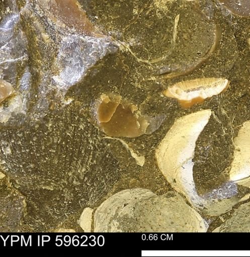 undet. Mollusca