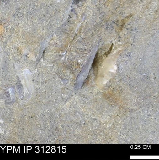 undet. Bivalvia