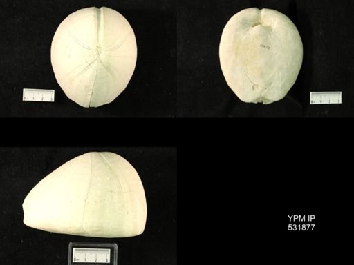 Hemipneustes radiatus