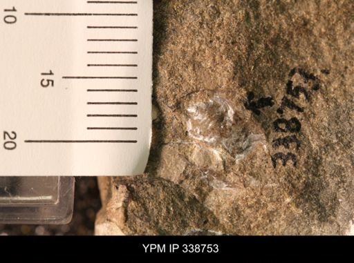 Protocardia subquadrata