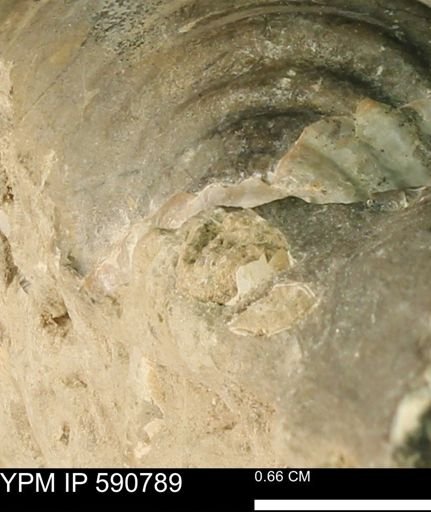 Inoceramus sp.