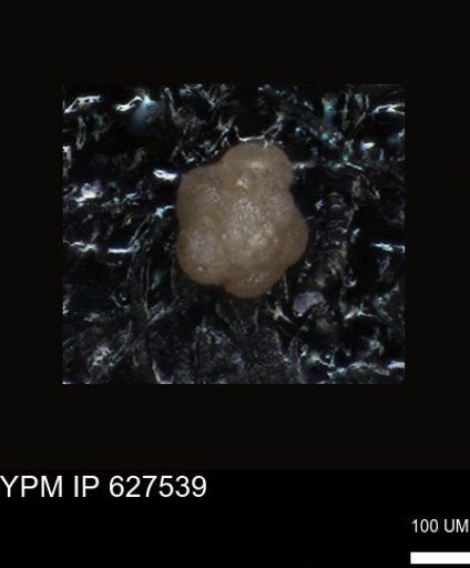 undet. Foraminiferida