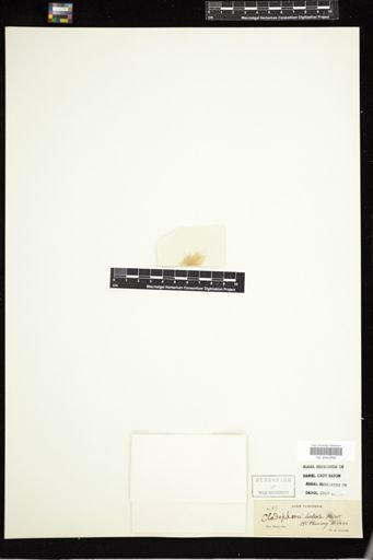 Cladophora luteola
