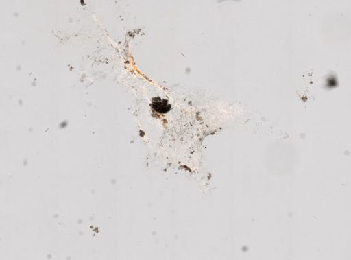 Chondrilla nucula