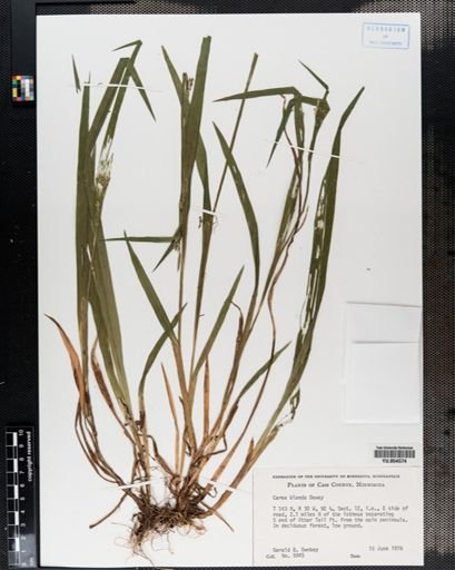 Carex blanda