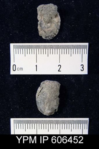 Trematis sp.