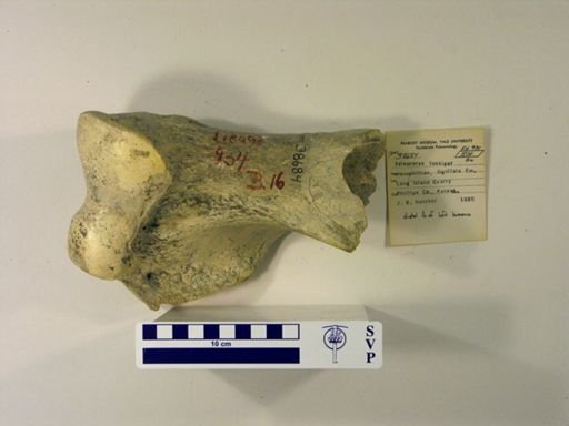 Teleoceras fossiger