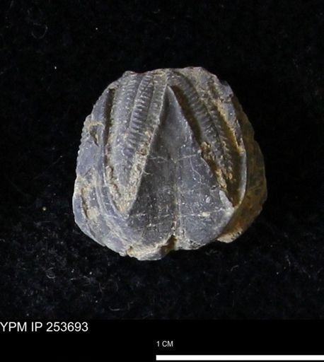 Pentremites sp.