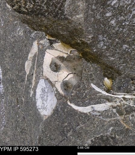Hoploscaphites sp.