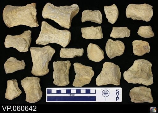 Mosasauridae