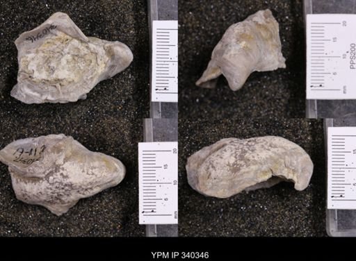 Gryphaea marcoui